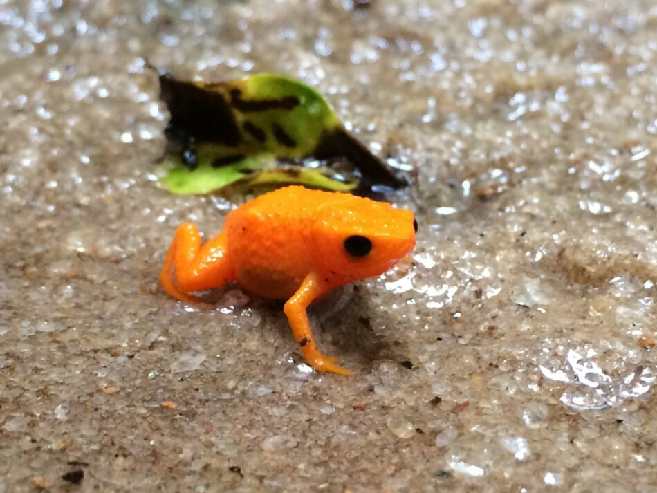 La rana en miniatura que no sabe saltar