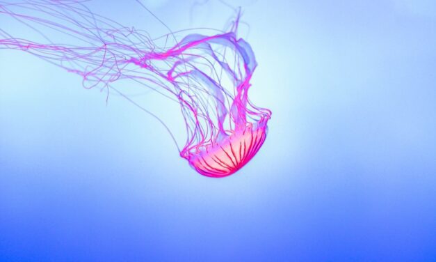 Las células urticantes de las medusas fueron una vez neuronas