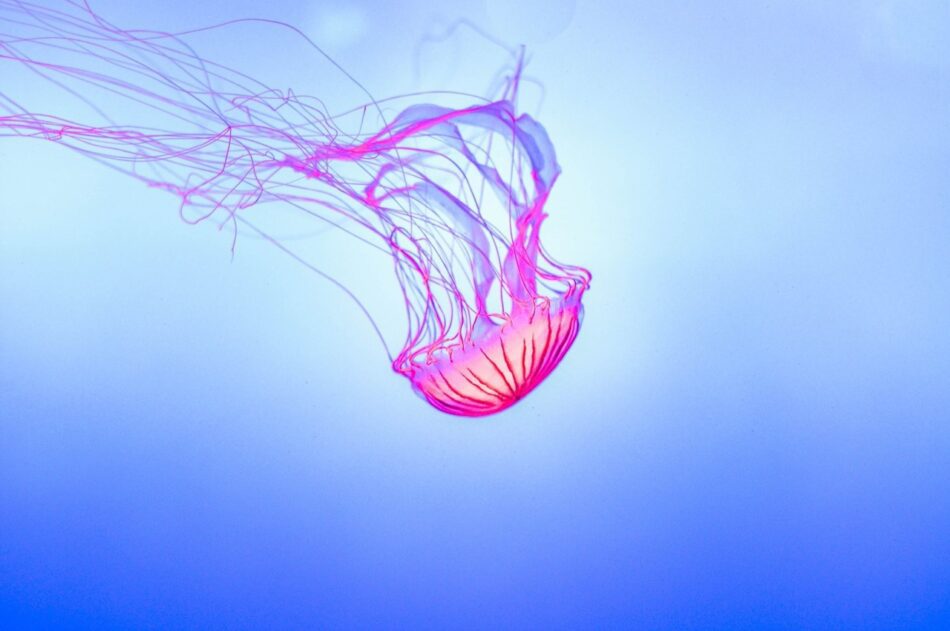 Las células urticantes de las medusas fueron una vez neuronas