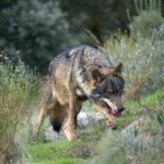 La población del lobo ibérico sigue en declive