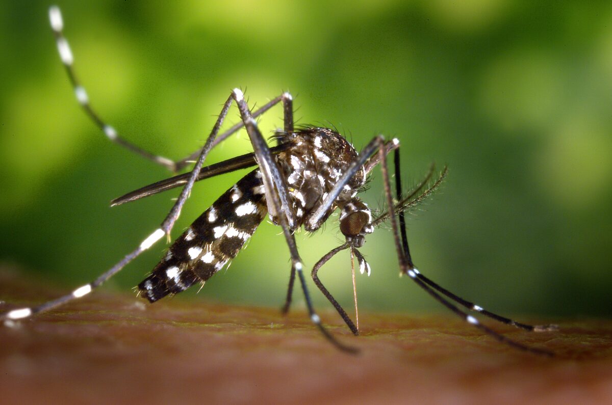 Los virus hacen a las personas infectadas más atractivas para los mosquitos