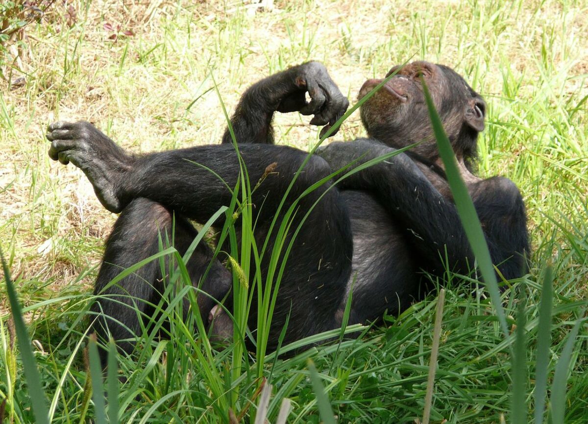 Los chimpancés se frotan con insectos las heridas y curan a otros