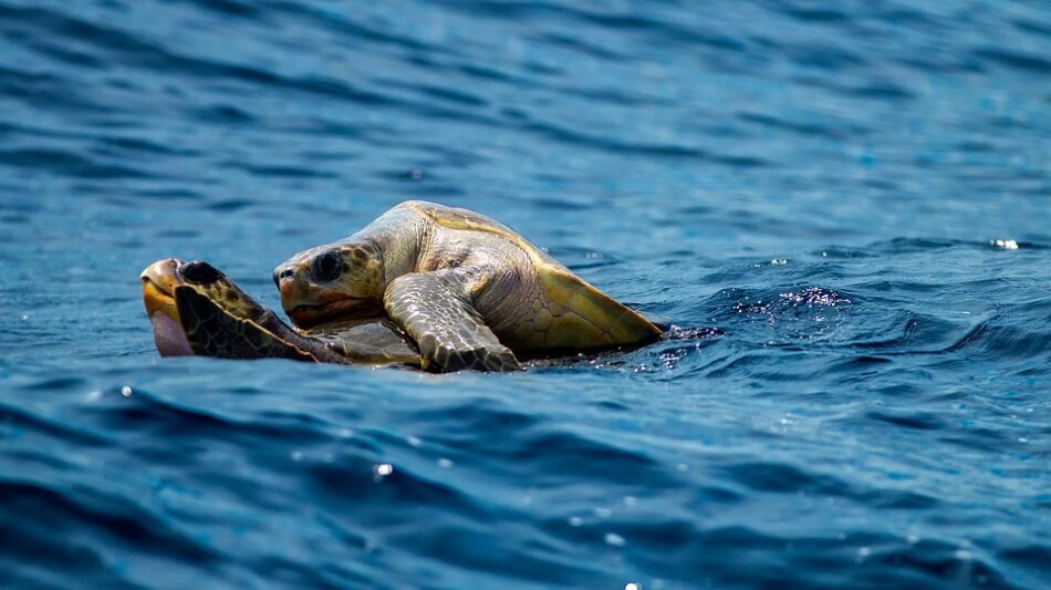 La reproducción de las tortugas marinas: varios machos y una única playa para toda la vida