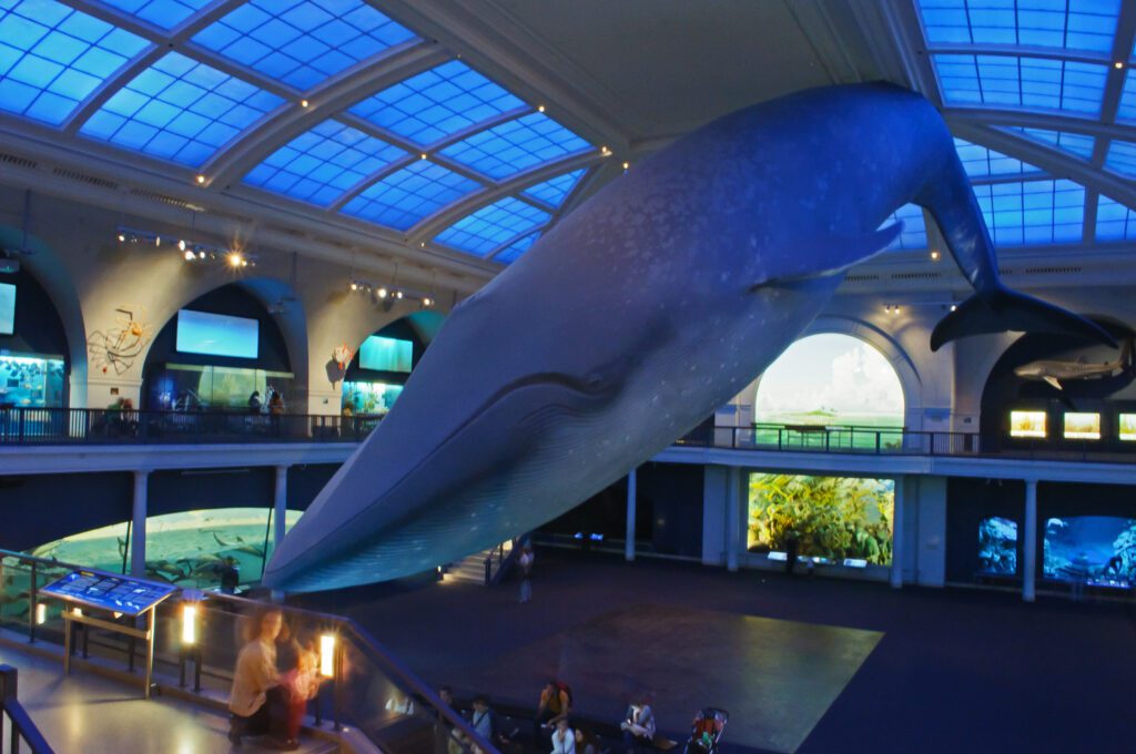 ballena azul museo americano historia natural