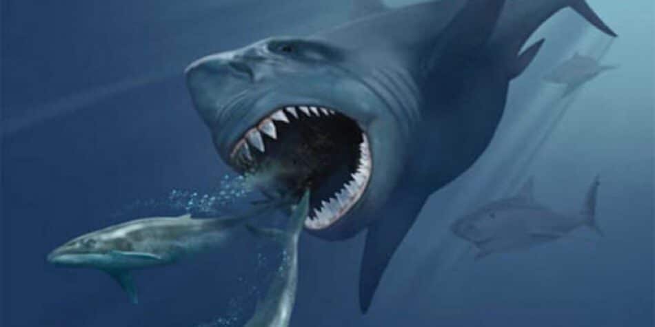 Los megalodones podían comerse una ballena entera
