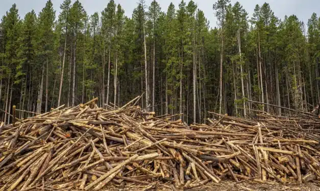 En 60 años hemos perdido el 60% de los bosques del mundo