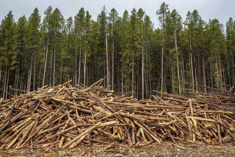 En 60 años hemos perdido el 60% de los bosques del mundo