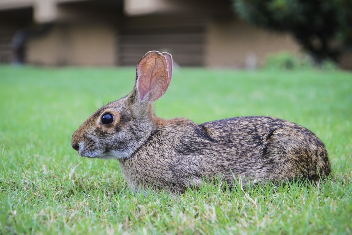 Cómo empezó la plaga de conejos en Australia
