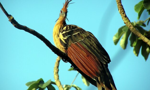 Hoatzin: al ave más extraña del mundo le huele mal el aliento