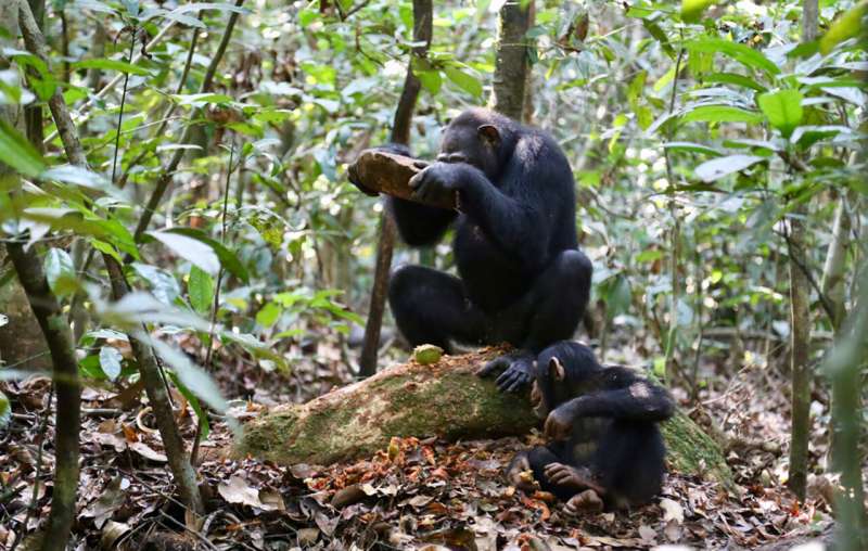 Los chimpancés usan cascanueces de piedra que identifican su cultura