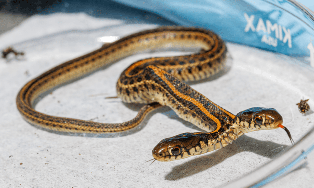 Esta serpiente bicéfala es un hallazgo único para la herpetología