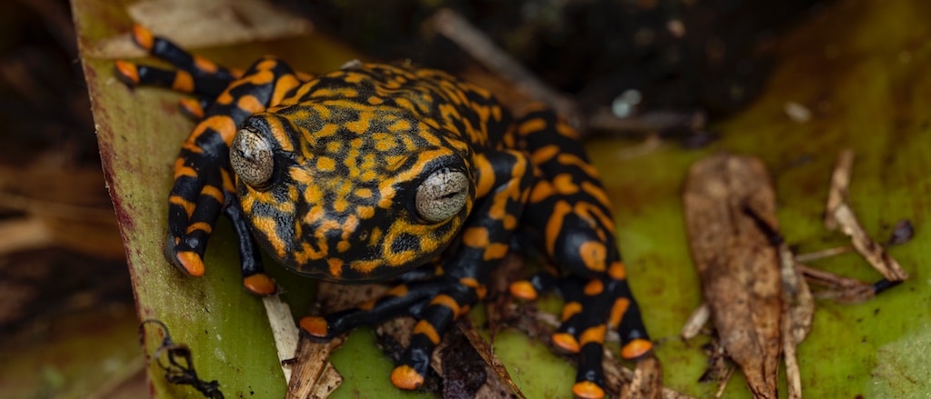 Esta rana venenosa solo se puede encontrar en una montaña de Ecuador