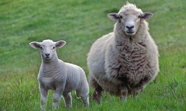 Los rebaños de ovejas se mueven obedeciendo a una inteligencia colectiva