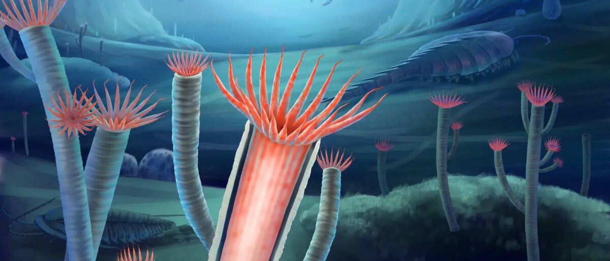 Estos animales marinos vivieron hace 500 millones de años y están muy bien conservados