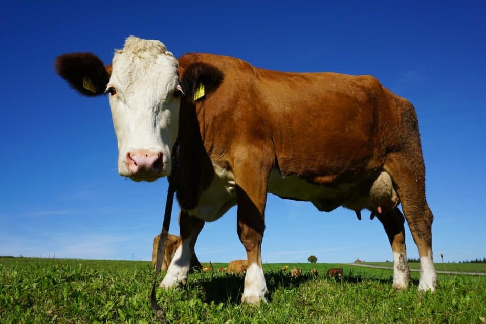 Las vacas alimentadas con cáñamo se «colocan» y dan leche con THC