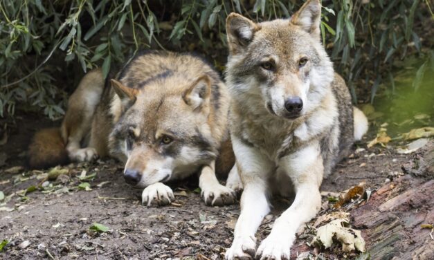 Los lobos con toxoplasmosis son los que lideran la manada