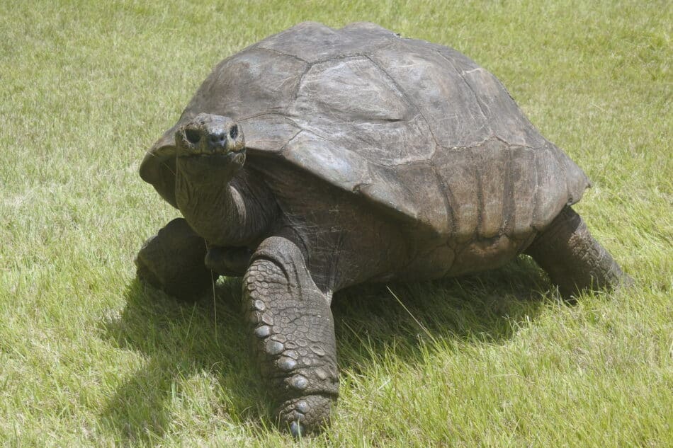Jonathan, la tortuga más vieja del mundo, cumple 190 años