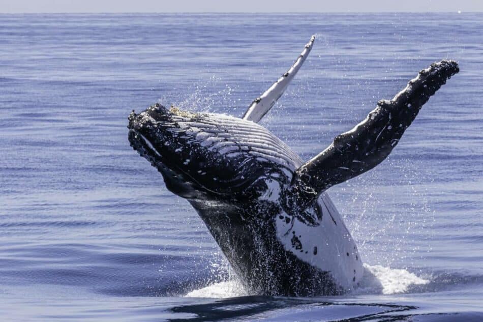 Estos son los mejores sitios del mundo para ver ballenas