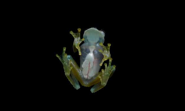 Las ranas de cristal esconden sangre en el hígado mientras duermen para mantenerse transparentes