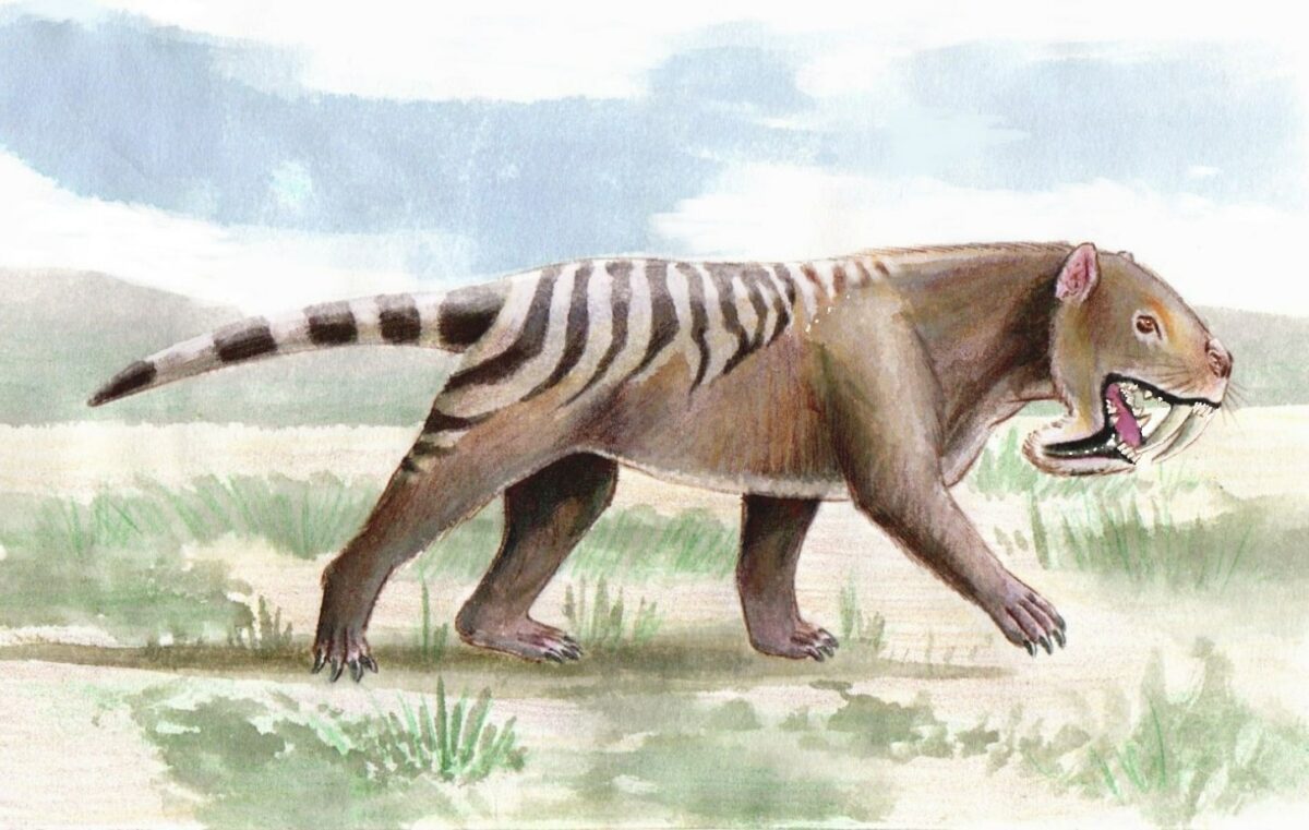 El «marsupial dientes de sable» thylacosmilus podía cazar a pesar de tener los ojos en los lados de la cabeza