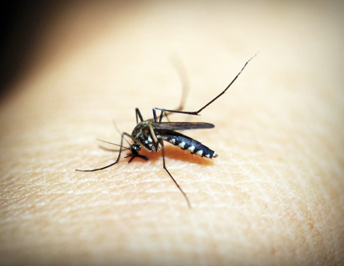 El esperma de mosquito, la clave para acabar con su amenaza