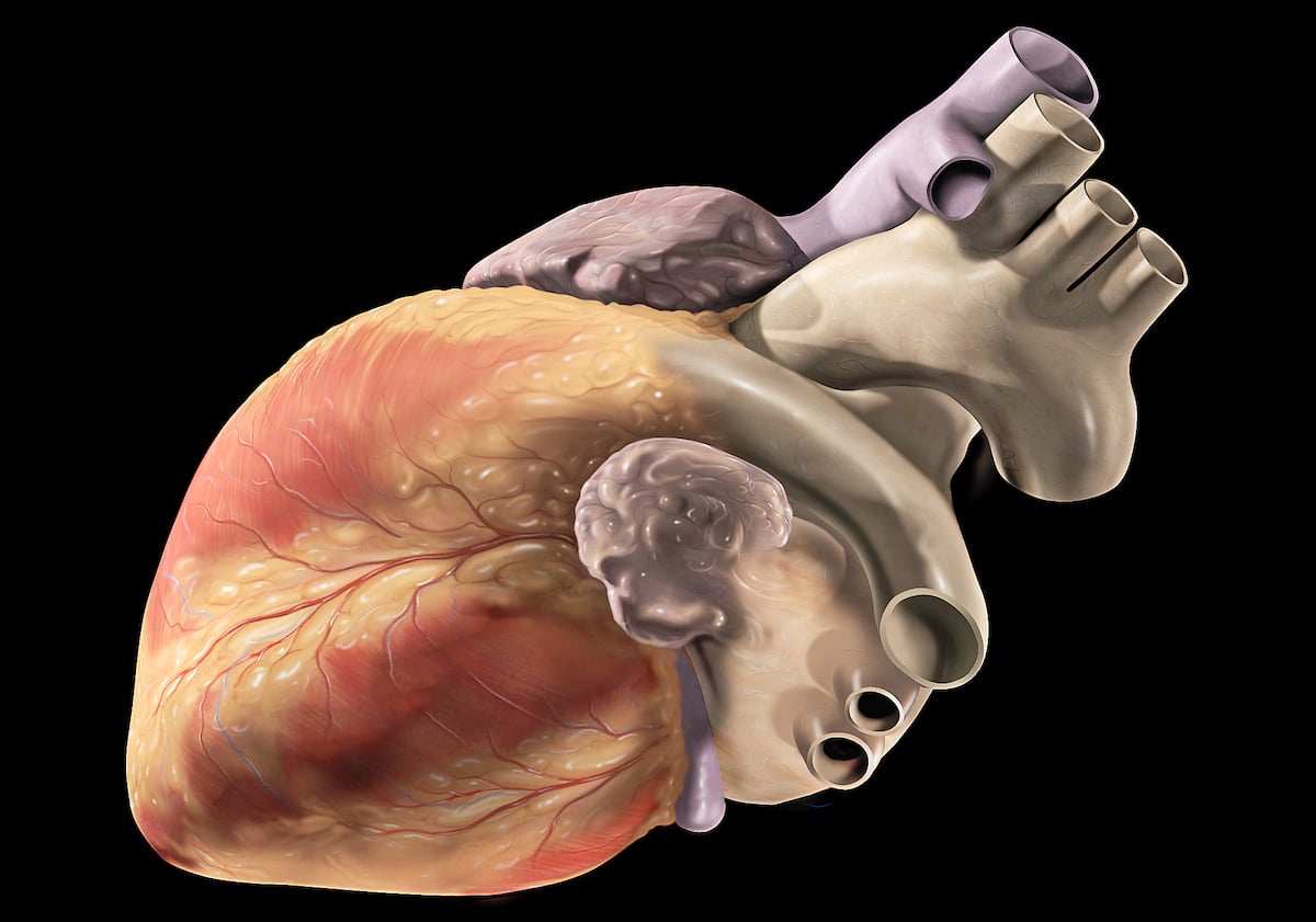 La IA identifica la «redondez del corazón» como nueva señal para detectar afecciones cardiovasculares