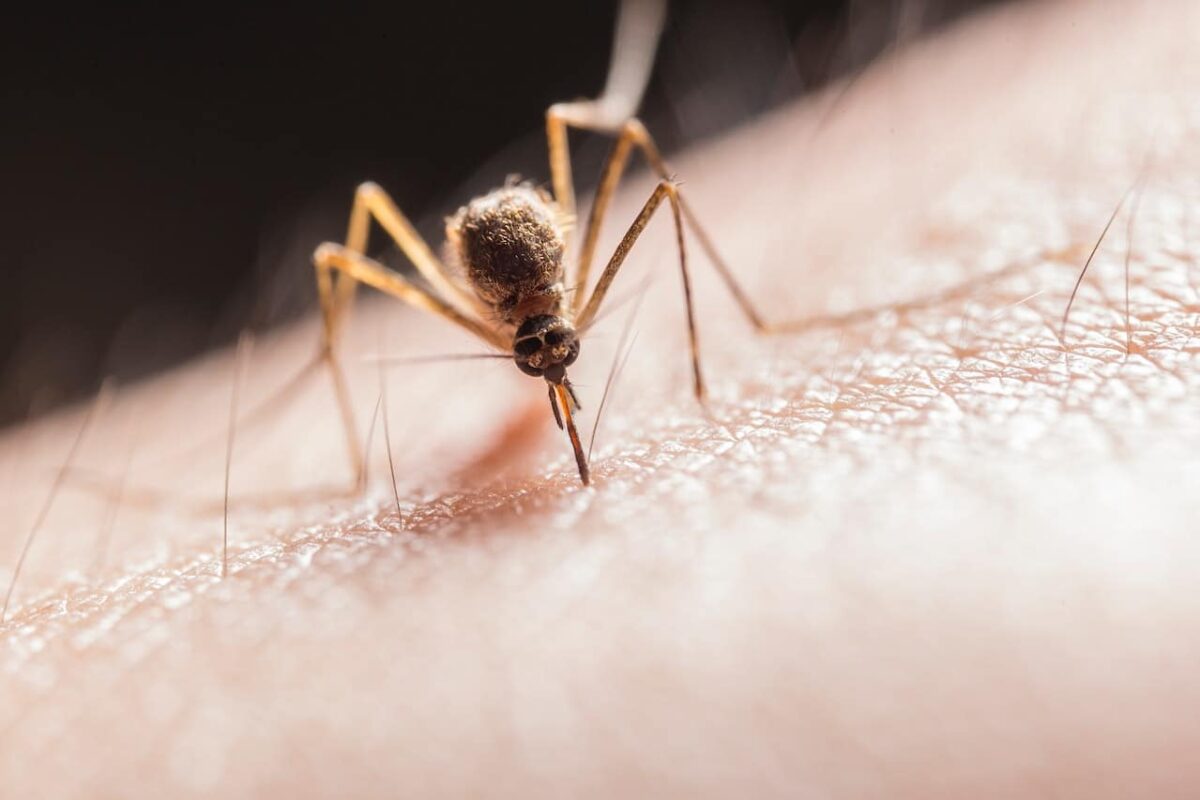 La contaminación lumínica alarga la temporada de picaduras de mosquitos