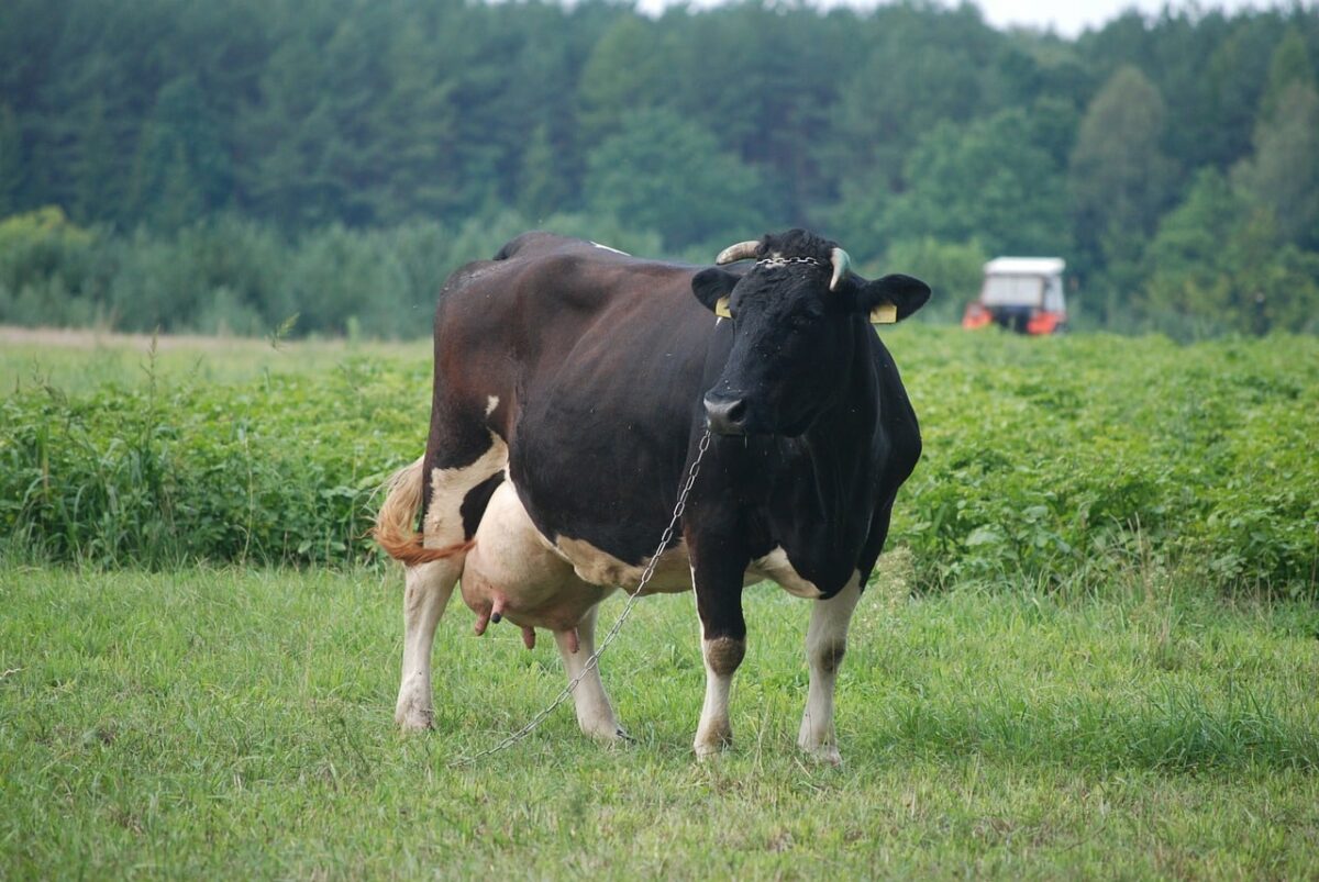 Consiguen reducir un 30% el metano que producen las vacas con un complemento alimenticio