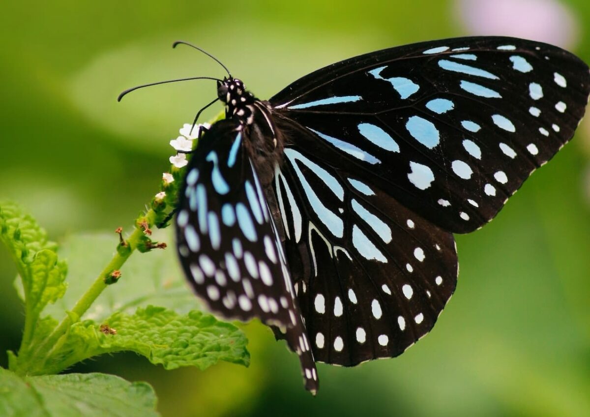 Mariposarios: paraísos donde observar las mariposas más bellas