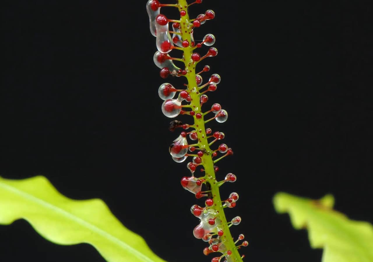 ¿Por qué esta planta se vuelve carnívora de vez en cuándo?