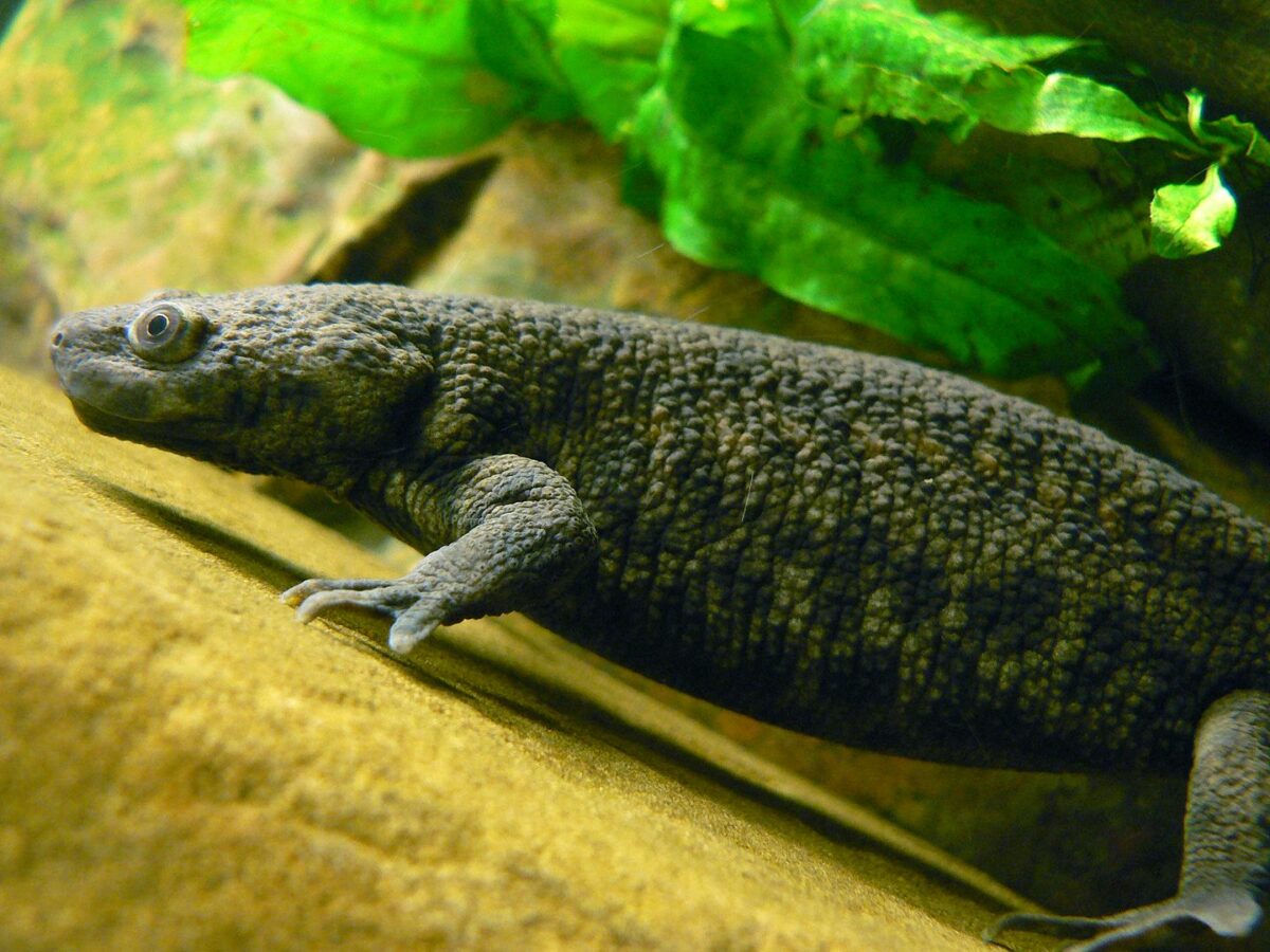 Ranas, sapos, tritones y salamandras: dónde sobreviven los anfibios en España