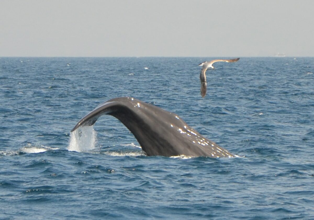 ¿Dónde ver ballenas en la costa española?