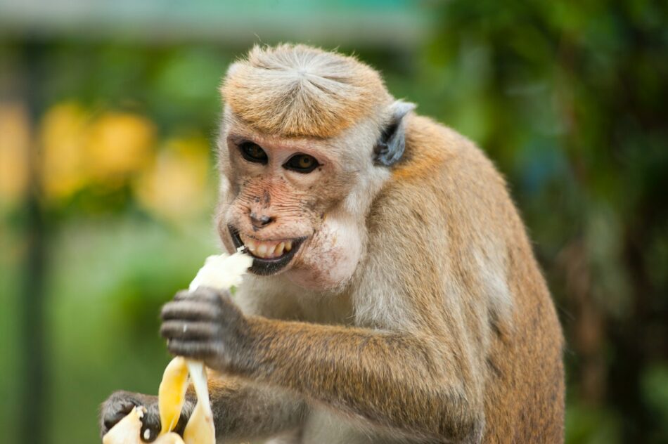 El ADN de los primates revela aplicaciones para la salud humana