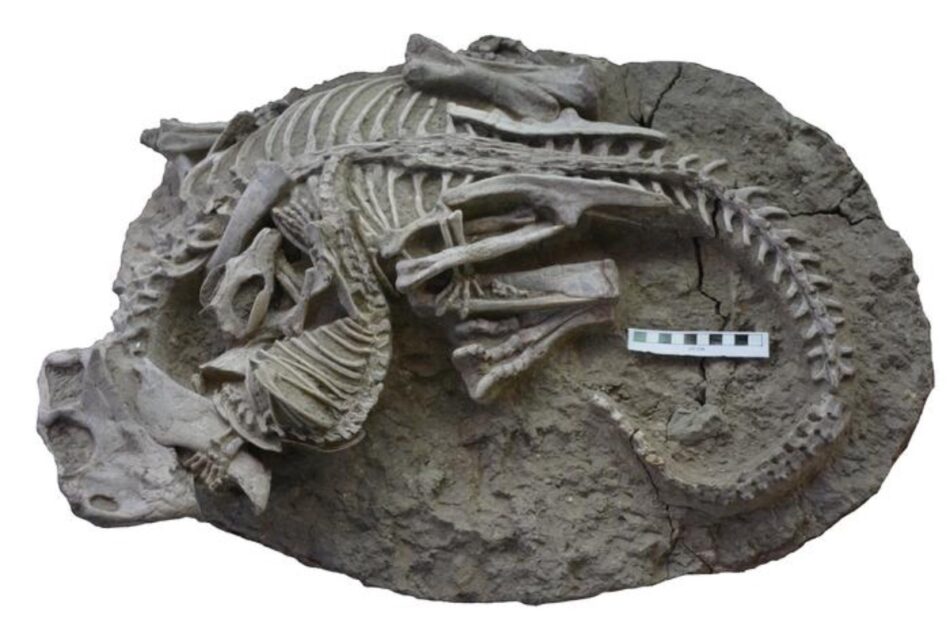 Un fósil muestra la rara evidencia de un mamífero atacando a un dinosaurio