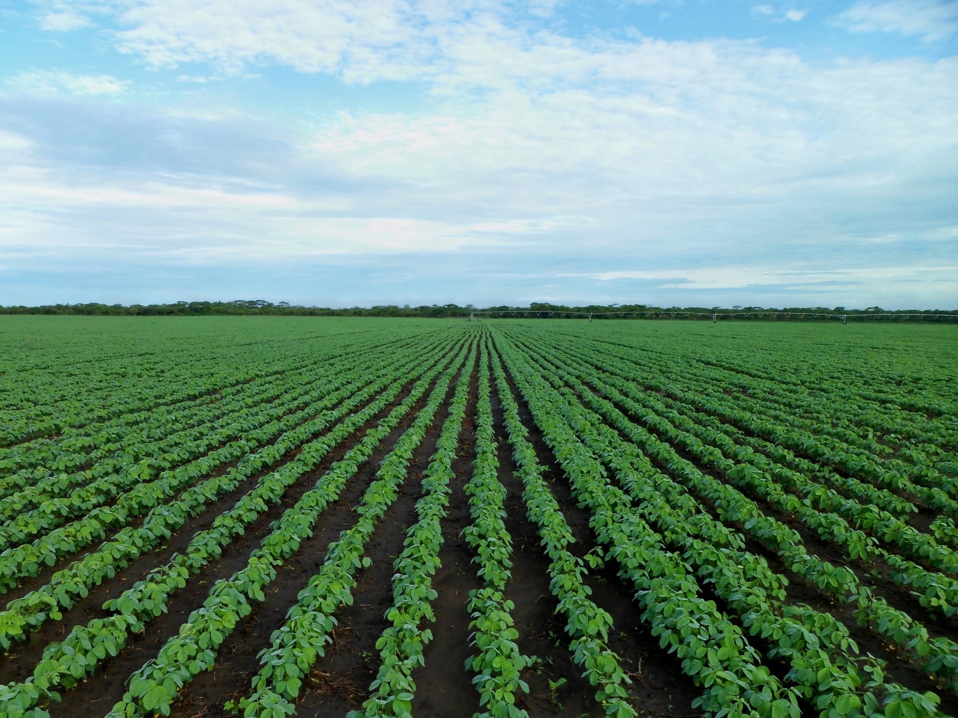 Campos Infinitos: La gigantesca huella de la agricultura mundial