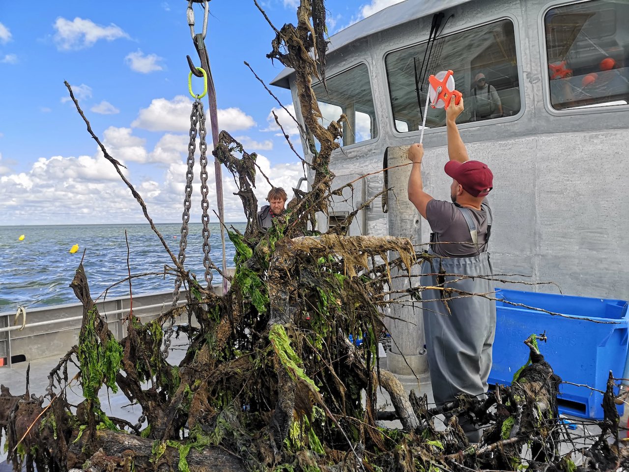 Arrecifes hechos con árboles talados para salvar a la vida marina