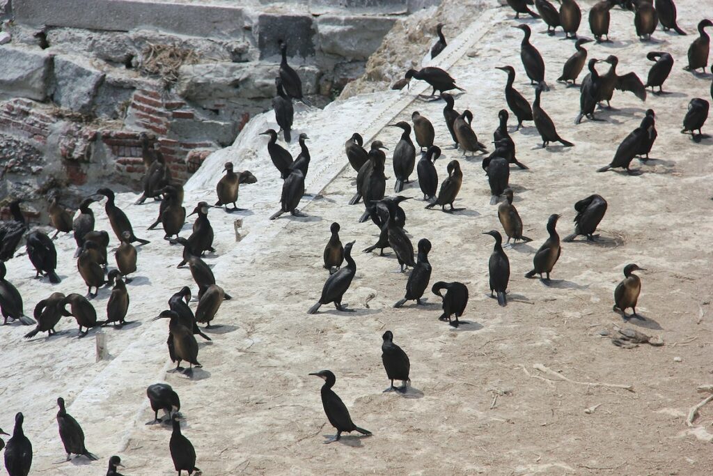 Alcatraz cormoran