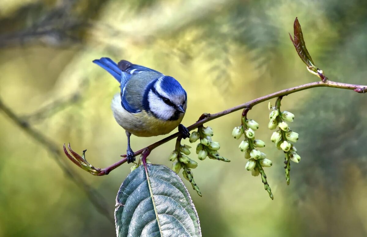 Si eres un pájaro, cantar melodías complejas quiere decir que sabes resolver problemas