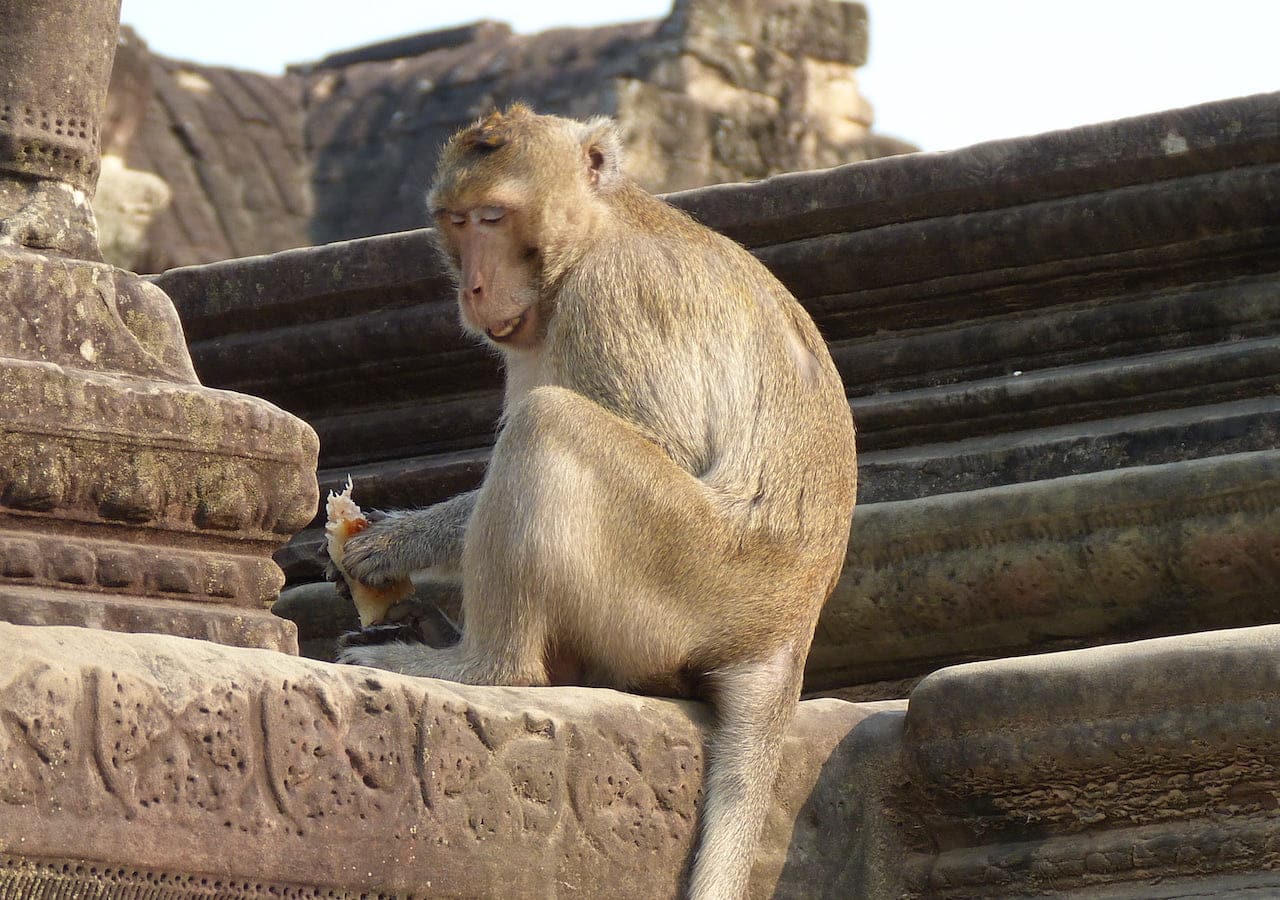 Okupas de la naturaleza: animales que hacen de monumentos sus hogares