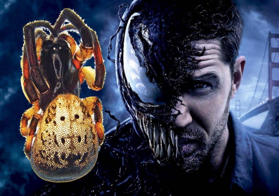 La araña Tom Hardy, una nueva especie bautizada por el personaje Venom de Marvel