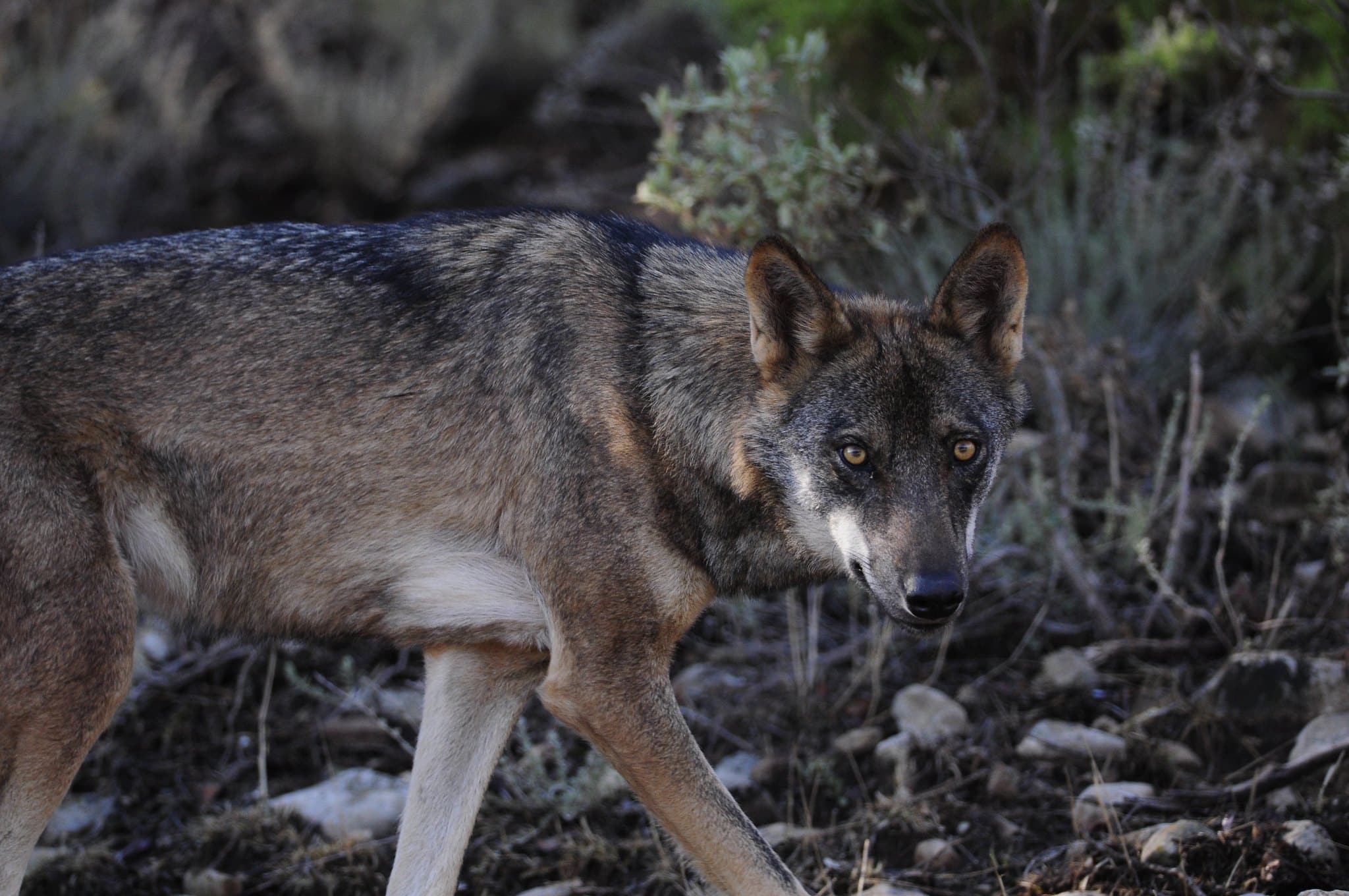 Dónde se pueden ver lobos en España