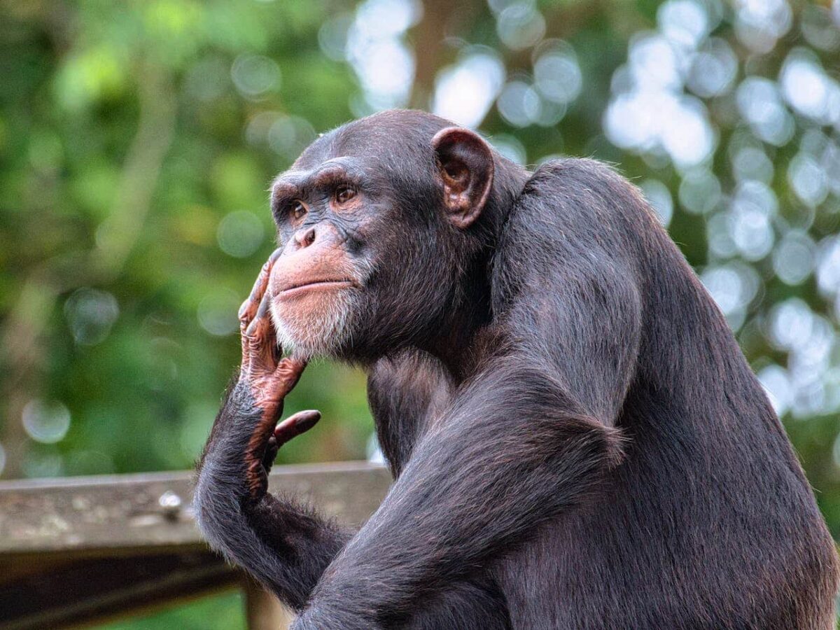 Las chimpancés también tienen menopausia