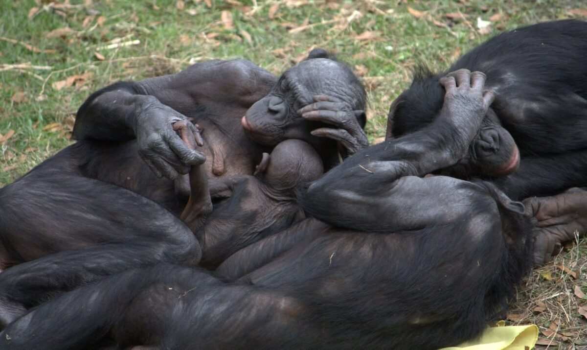 Los bonobos cooperan dentro de su grupo y también con otros grupos