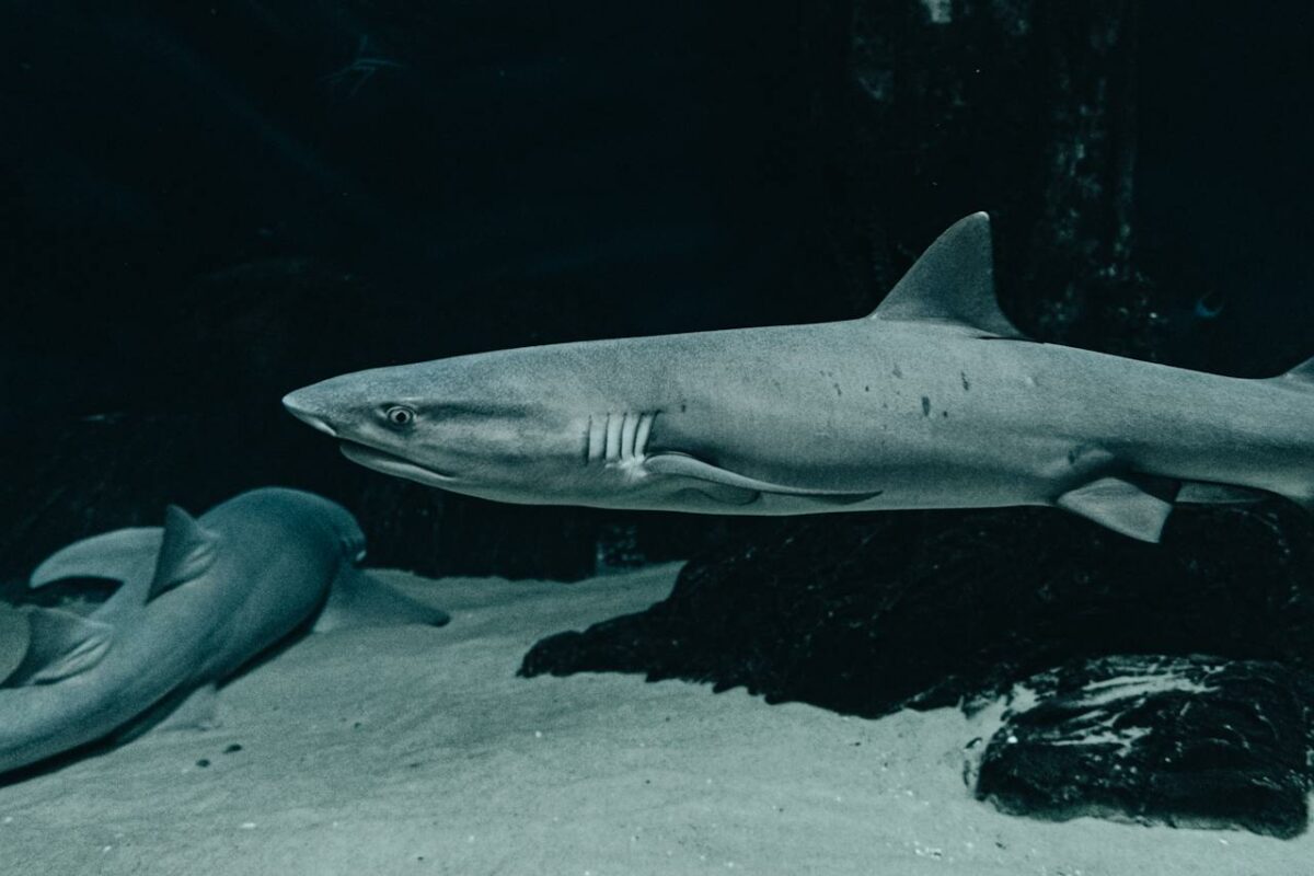 Los tiburones tienen una piel única que les permite cerrar heridas rápidamente