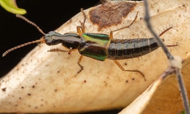 Una nueva especie de escarabajo tiene un pene en forma de abrebotellas