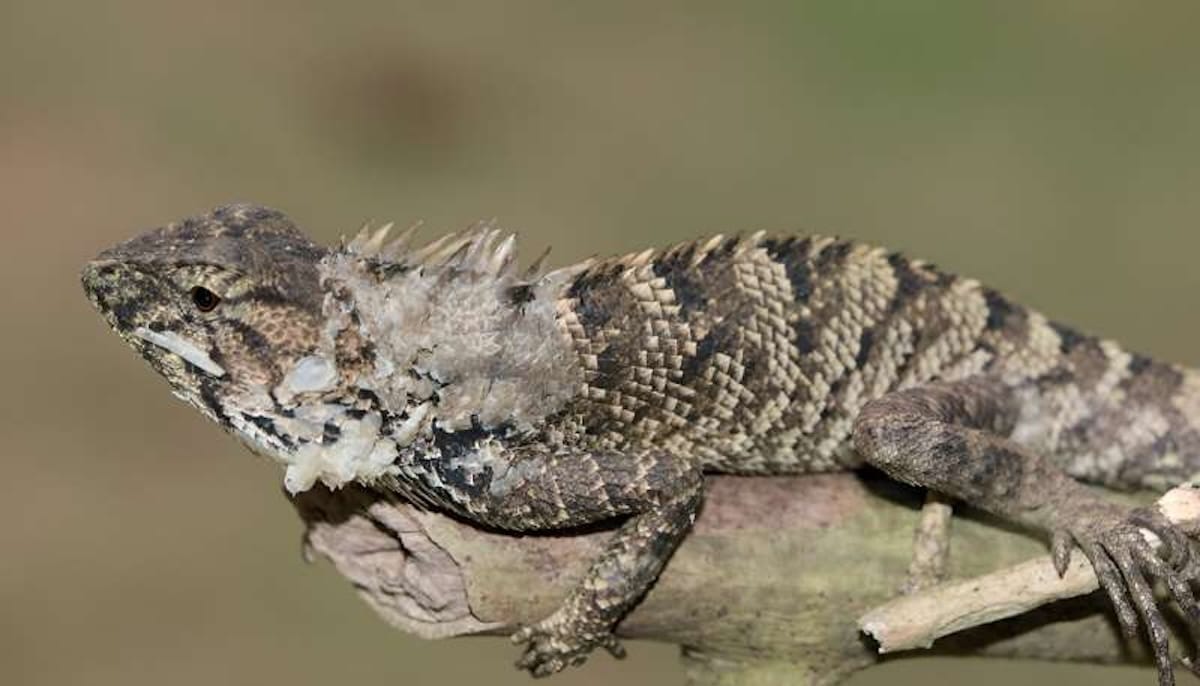 Descubierta una nueva iguana en China: el lagarto del jardín de Wang