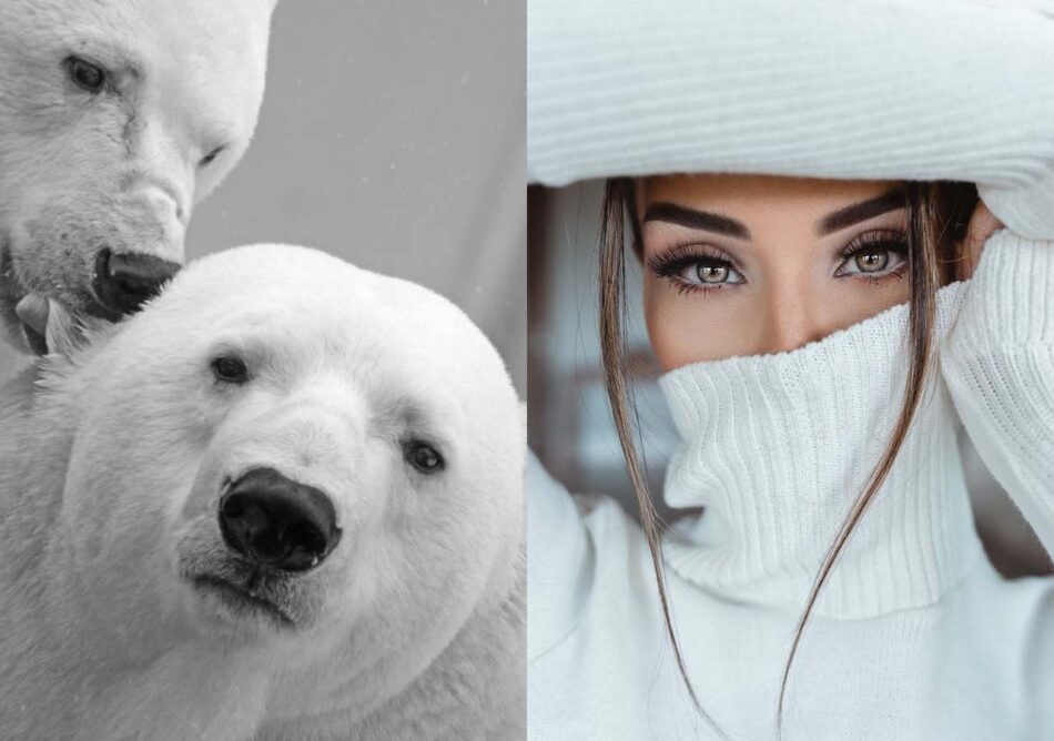 Fibras inspiradas en el pelo de los osos polares para tejer ropa súper cálida
