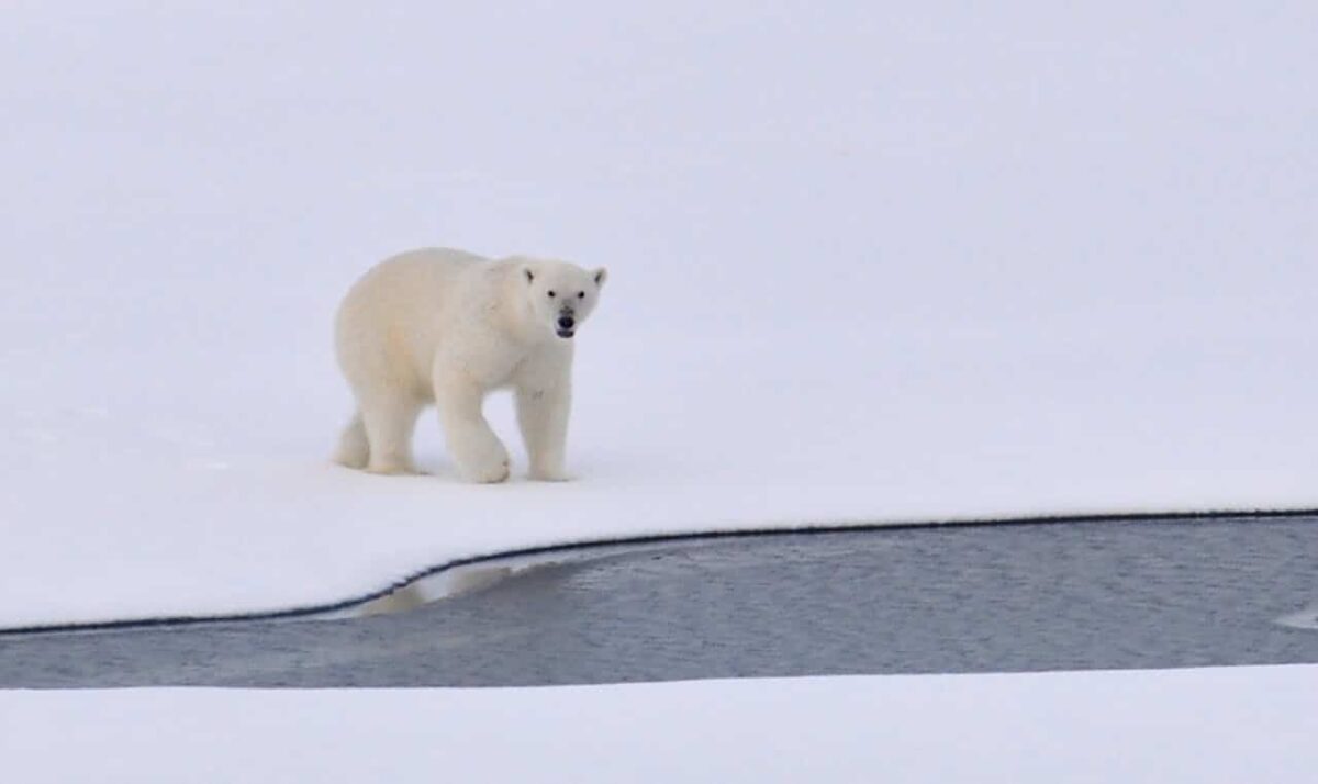 Un nuevo método para seguir a los osos polares sin capturarlos: el ADN de sus huellas en la nieve