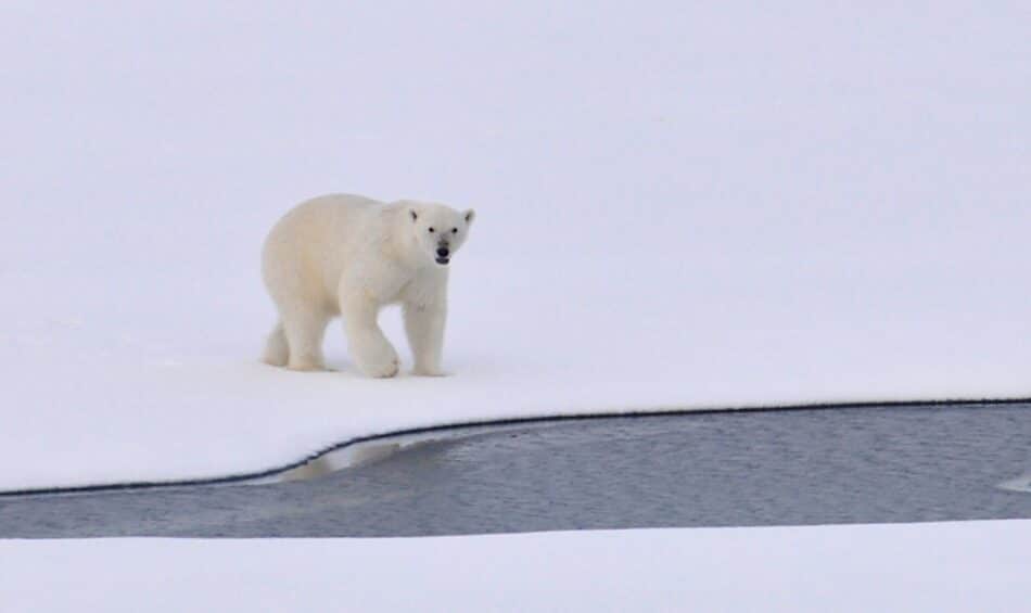Un nuevo método para seguir a los osos polares sin capturarlos: el ADN de sus huellas en la nieve