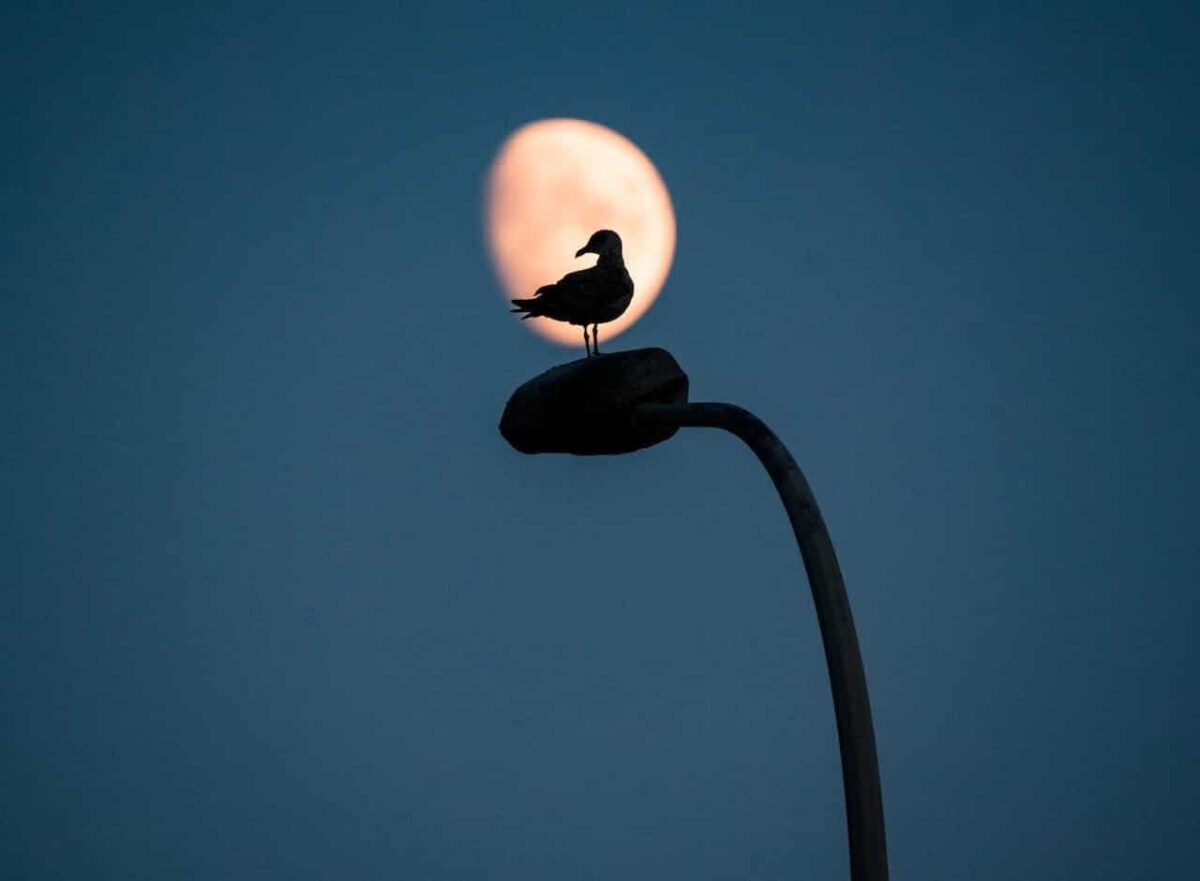 La luz artificial en las ciudades, una trampa mortal para las aves migratorias